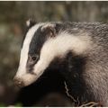 Conférence à la bibliothèque : Les animaux nocturnes