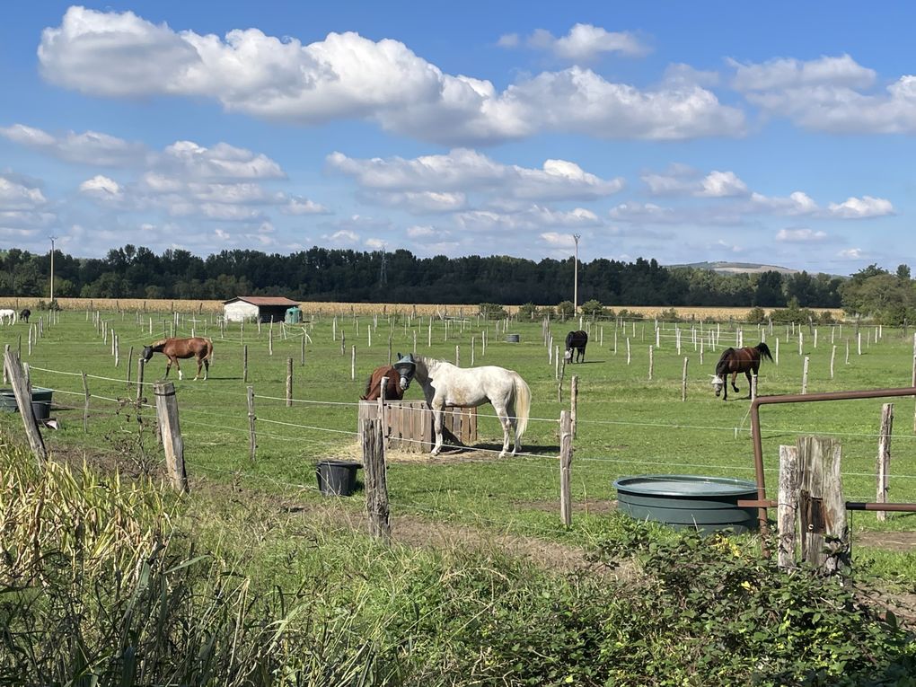 Lundi 06 octobre 2025 ma rando du mercredi 01 oct 2025  : L’“île de Mirefleurs” est une ancienne carrière réaménagée en plan d’eau, proche de la rivière Allier, à Mirefleurs dans le Puy‑de‑Dôme (63 ) Mon diapo au fil de mes pas 