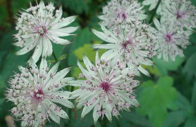 J'aime ces vivaces pour l'originalité de leurs fleurs en ombelles