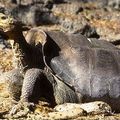 EQUATEUR - Diego, la tortue géniale qui a sauvé son espèce, prend (enfin) sa retraite