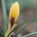 fleurs de saison au jardin