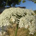 Bozcada, les fleurs