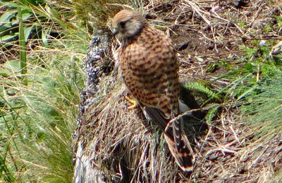 Faucon crécerelle ,dans les Vosges,