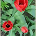 Tulipes rouges