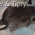 Début d'été pour Twister et Tipsy