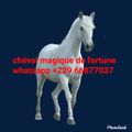 CHEVAL BLANC MAGIQUE DE FORTUNE 