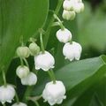 Brin de muguet