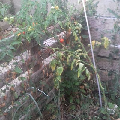 Tomates sur compost