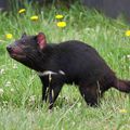 Des diables de Tasmanie confiés à des zoos étrangers : San Diego ouvre le bal !