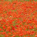 Les coquelicots de Lou