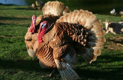 Biodiversité domestique : la Fondation du patrimoine soutient trois races menacées 