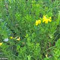 Une plante fourragère commune dans les prairies naturelles