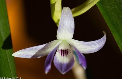 Dendrobium victoria-reginae