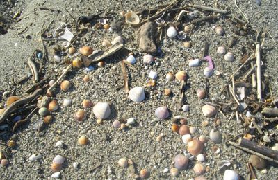 coquillages sur une plage corse en hiver