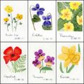 1 jour 1 fleur
