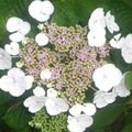 les hortensias, j'adore...