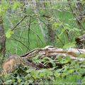 Nature au Puy du Fou