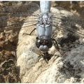 Orthetrum bleuissant : Orthetrum coerulescens