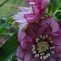 Helleborus X hybridus 'double Picotee'