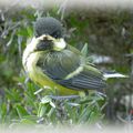 petite mésange charbonnière 