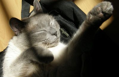 Le bonheur: c'est CHAT!