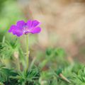 GERANIUM VIVACE