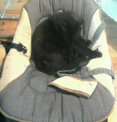 Palmarès des petites phrases assassines