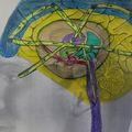 Le circuit informel de l'activité cognitive des centres corticaux du cerveau par LPG.