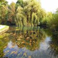 Saule pleureur dans les marais de Bourges