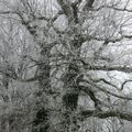 IMAGE HIVERNALE...