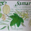 Samare