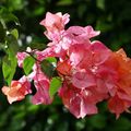 Maroc et bougainvillées