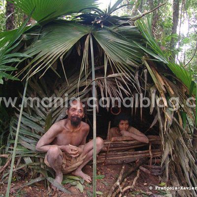 le crépuscule des Hommes-Plantes