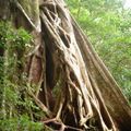 Impressions du Costa Rica (5) : Les lianes mangeuses d'arbres