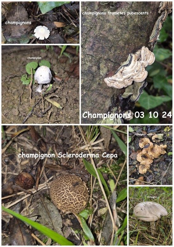1ère sortie en forêt de l'année