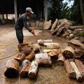 Petrified Wood Log