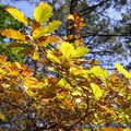 Couleurs d'automne au bois laville 