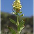 Orchis sureau : Dactylorhyza sambucina