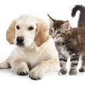 Astuces anti puces naturel pour chien et chat