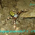 ARGIOPE, EPEIRE