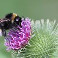 Les cirses et les bourdons * The plume thistles and the bumblebee