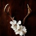 Antler and Flower Photography by Kari Herer