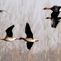 Le marais au bord du Fleuve Jaune est devenu le sanctuaire des oiseaux en hiver 