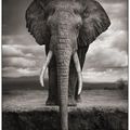 Nick Brandt