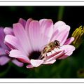 La belle abeille