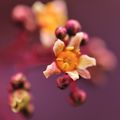 COTINUS(arbre a perruque)