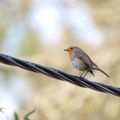 petit oiseau si tu n'a pas d'aile, a tu peut pa voler ...