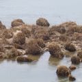 Herbes sans canard ?