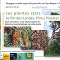 Le Pin des Landes par Paysagiste Pays Basque et Paysagiste Landes.