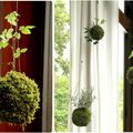 Mes premiers Kokedama...